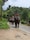 A group of elephants walking down a road in a lush, green forested area, carrying people on their backs in raised seats. The road is flanked by dense greenery on one side and a small structure with a person standing nearby on the other.