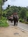 A group of elephants walking down a road in a lush, green forested area, carrying people on their backs in raised seats. The road is flanked by dense greenery on one side and a small structure with a person standing nearby on the other.