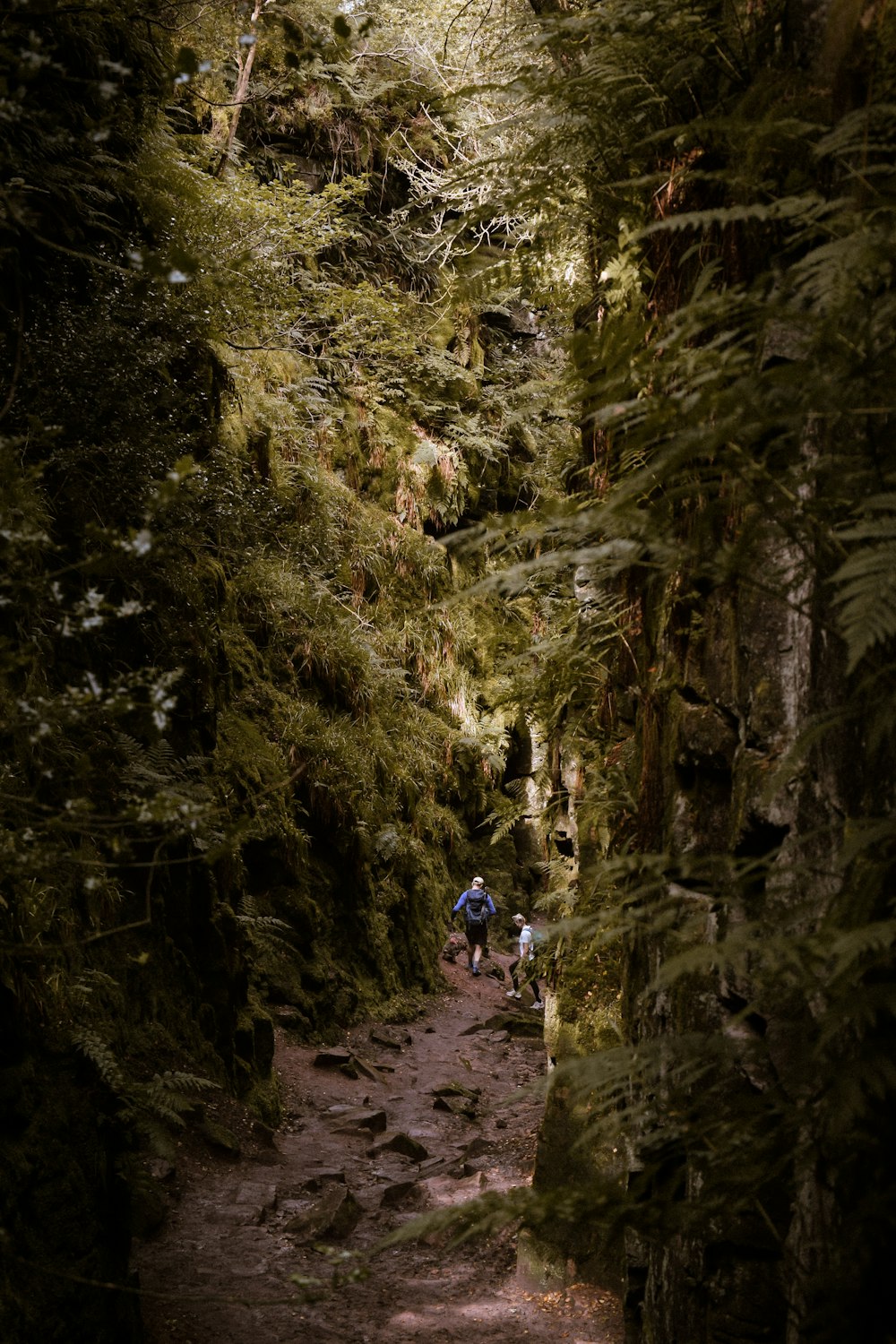 a group of people hiking through a forest