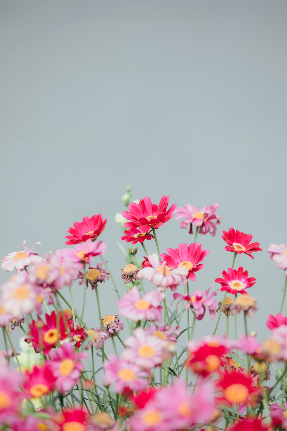 a bunch of flowers that are in the grass