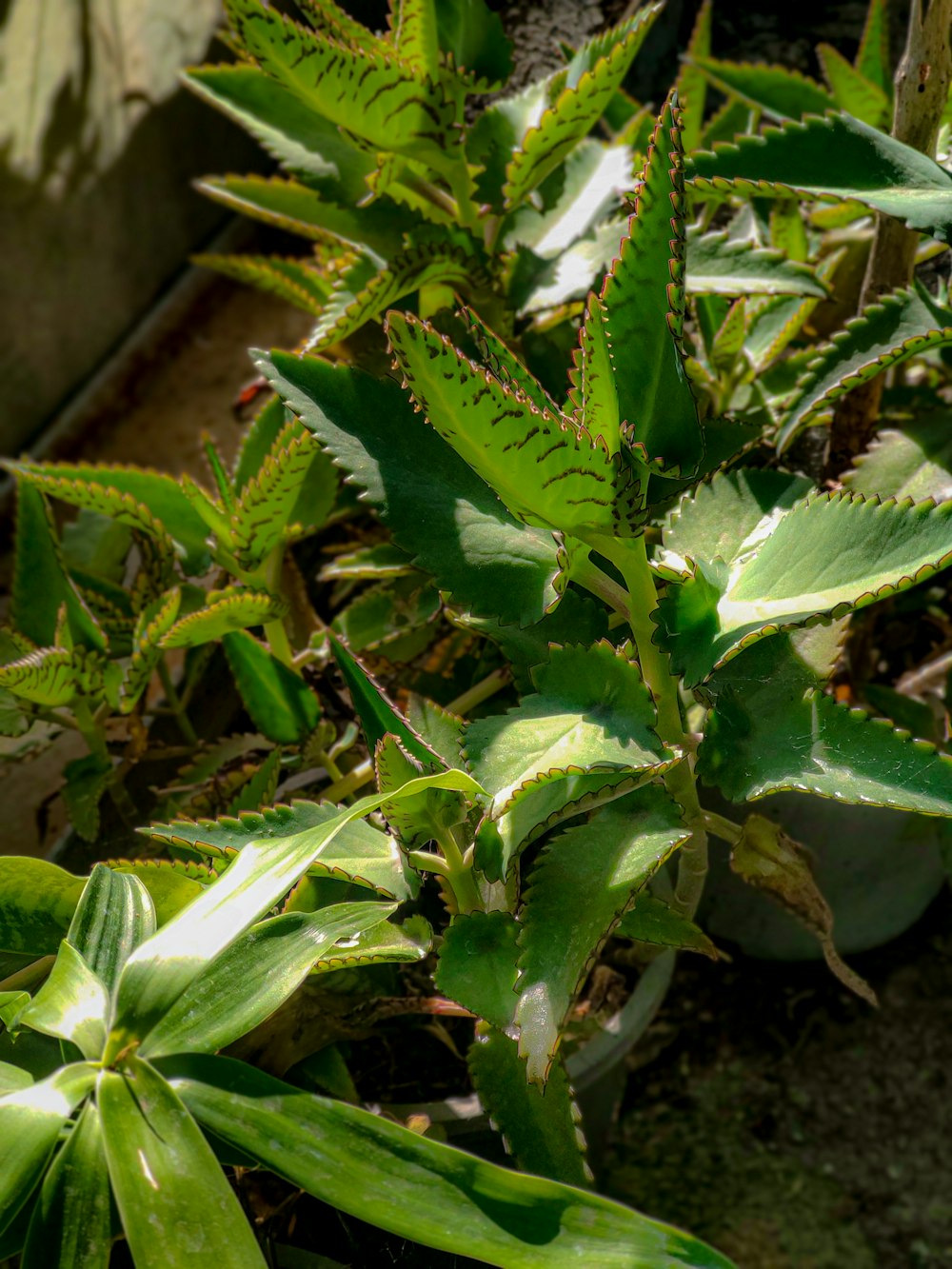 a close up of a plant in a garden