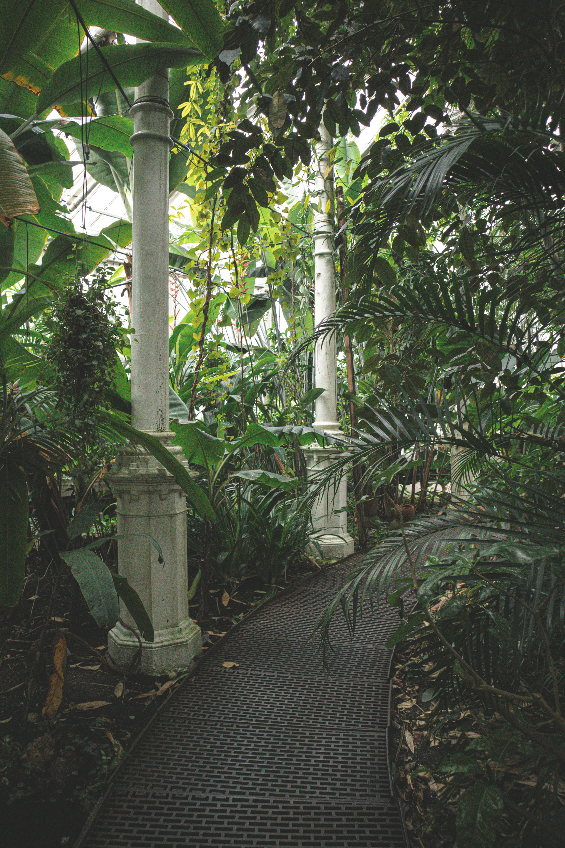 a walkway through a lush green forest filled with lots of trees