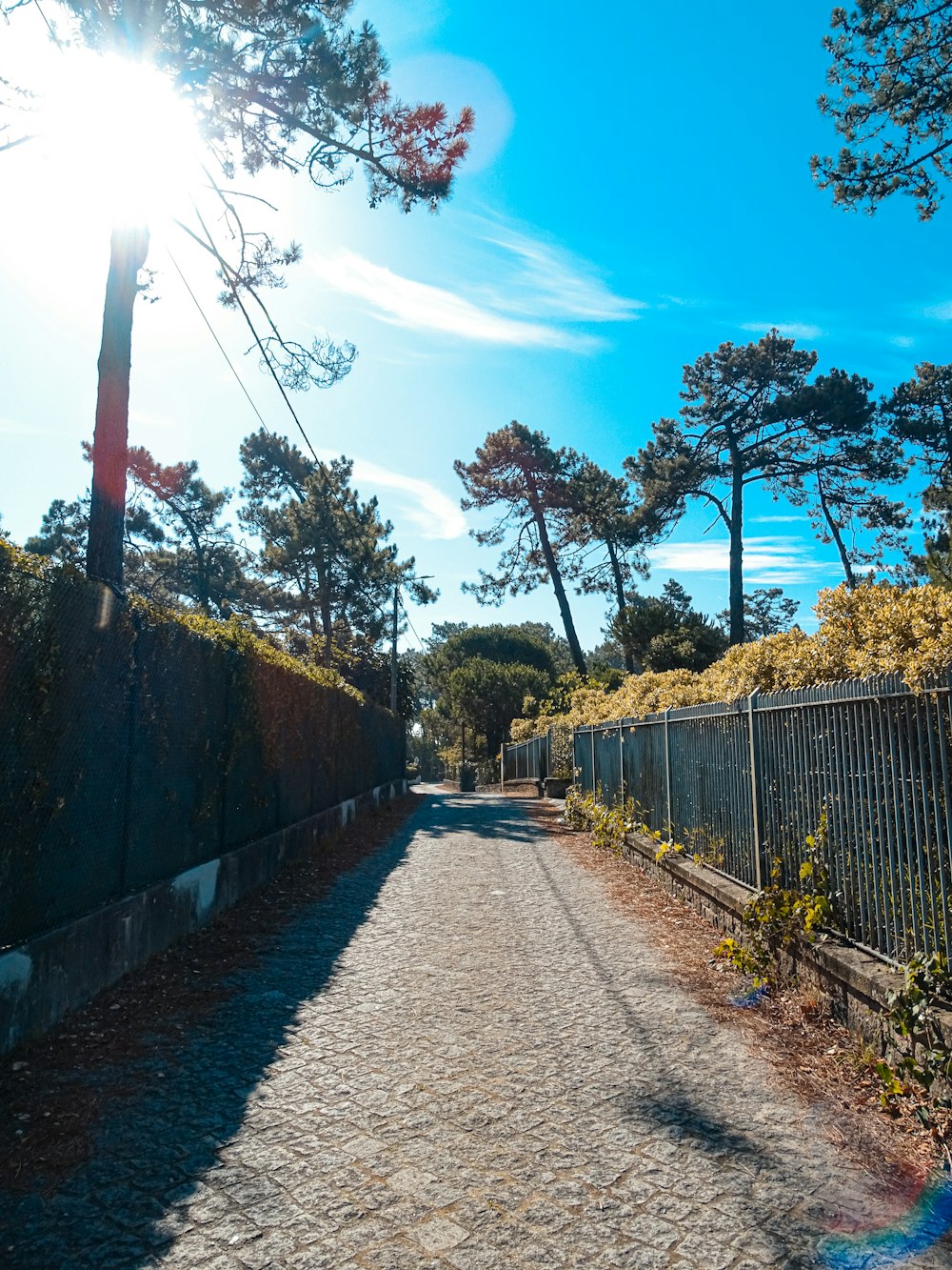 eine Straße mit einem Zaun und Bäumen im Hintergrund