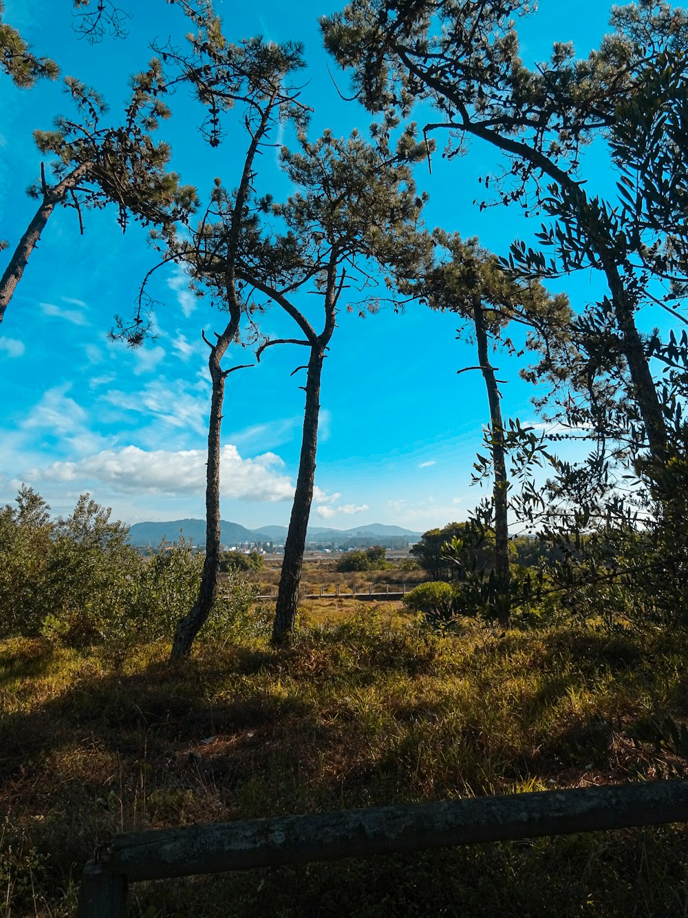 a field with trees and a fence in the foreground