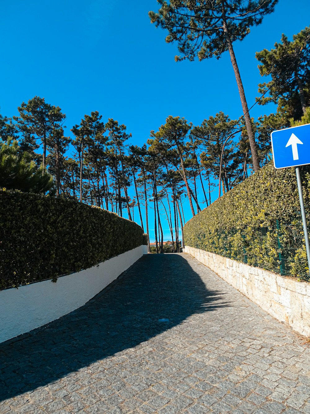 a blue street sign sitting on the side of a road