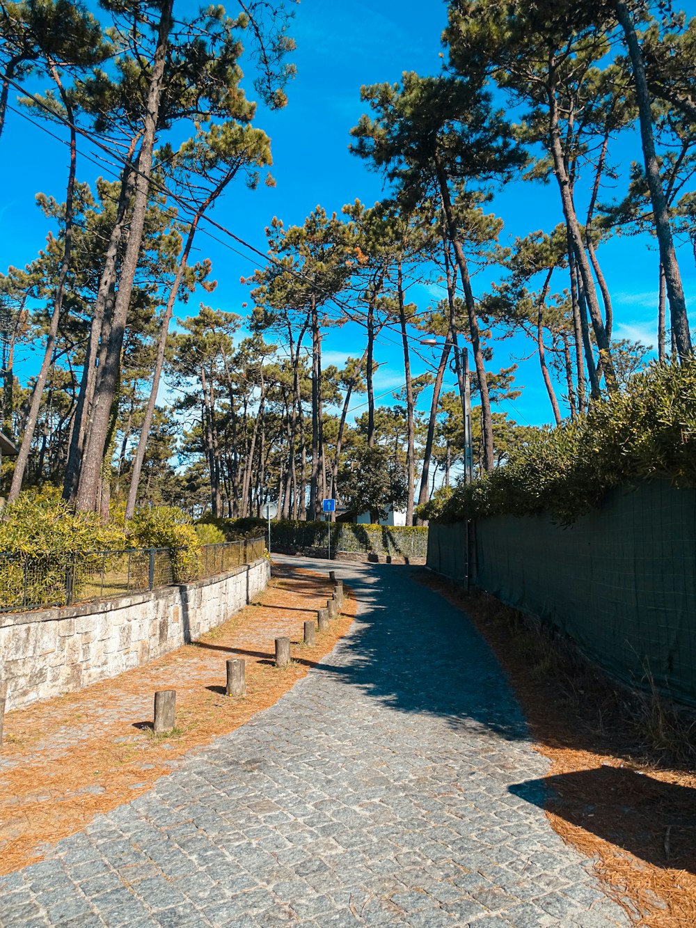 a paved path in the middle of a wooded area