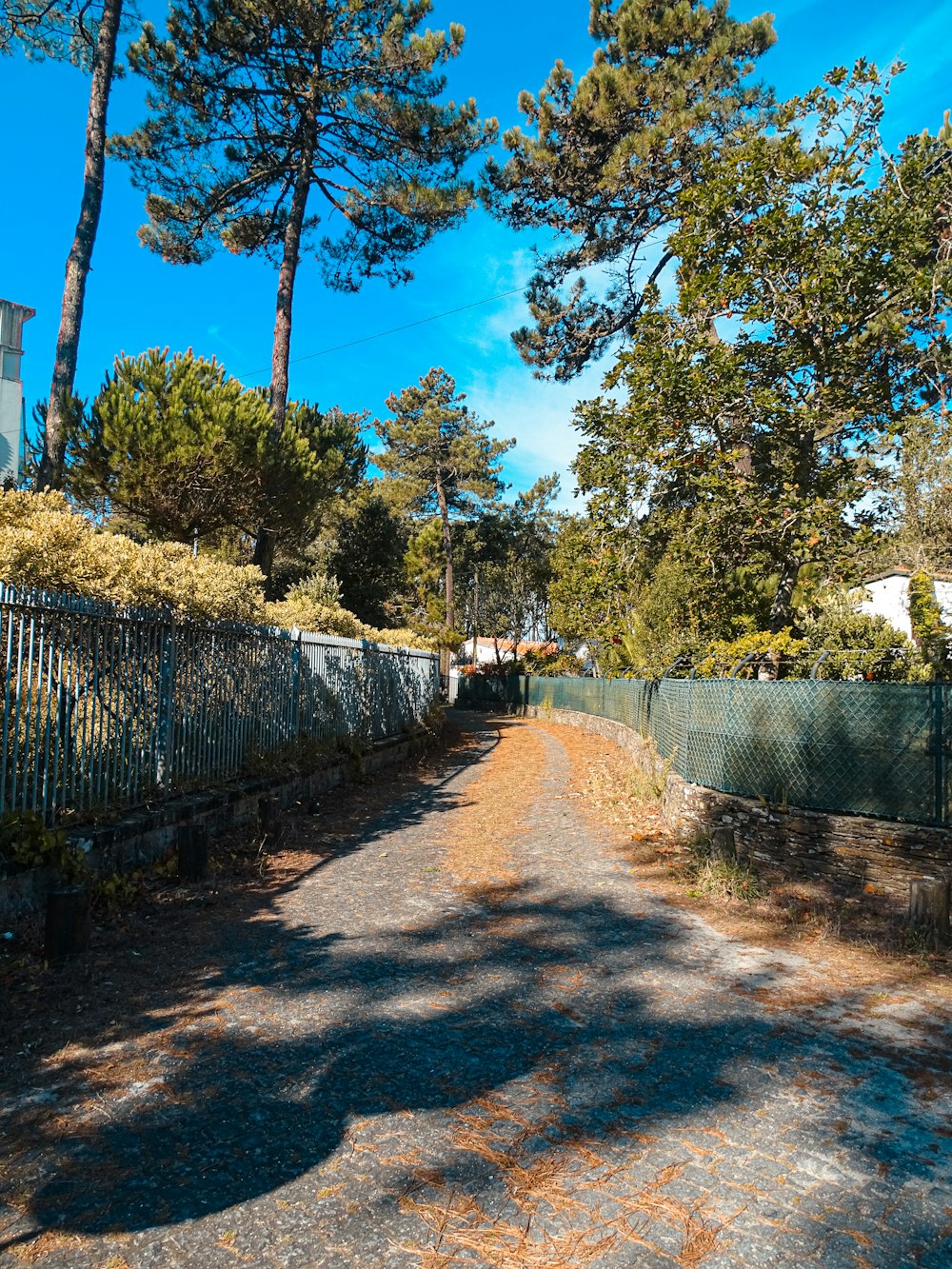 eine unbefestigte Straße, umgeben von Bäumen und einem Zaun