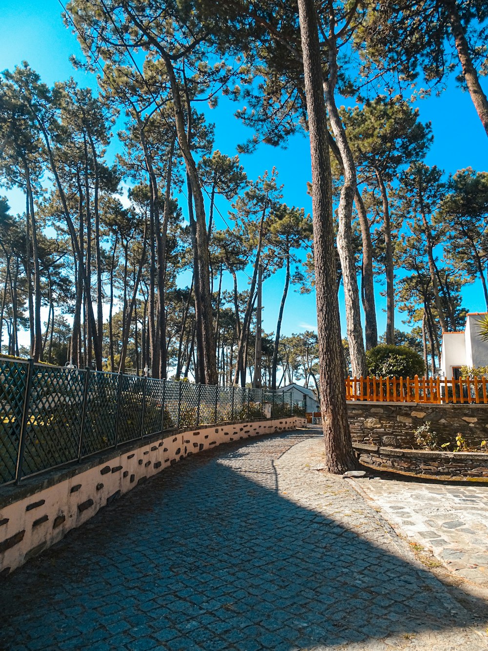 a park area with a bench and trees