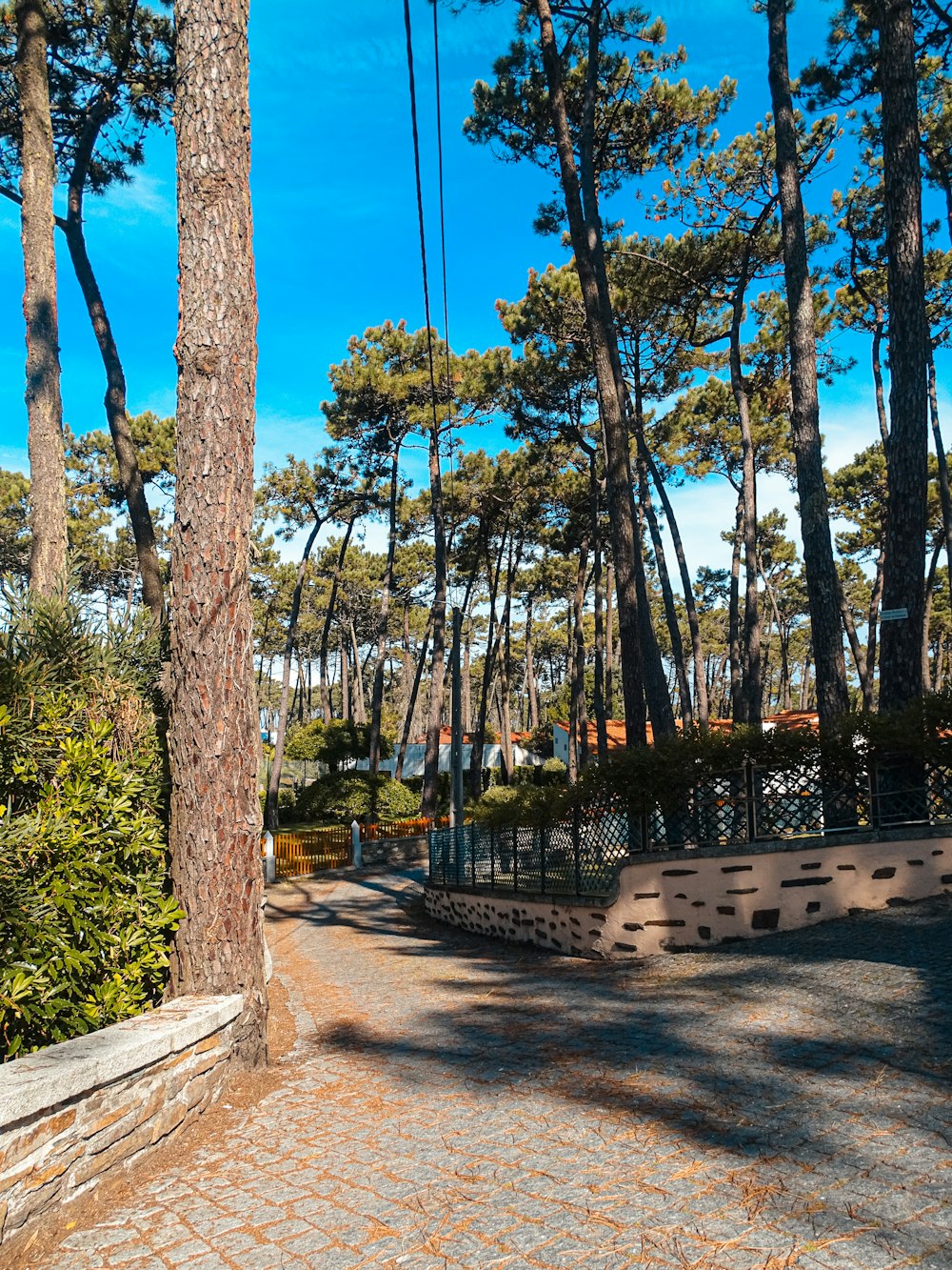 a park with benches and trees on a sunny day