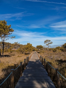 a wooden walkway in the middle of a field