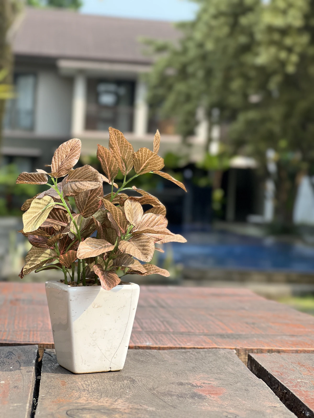 Green decorative plant in interior