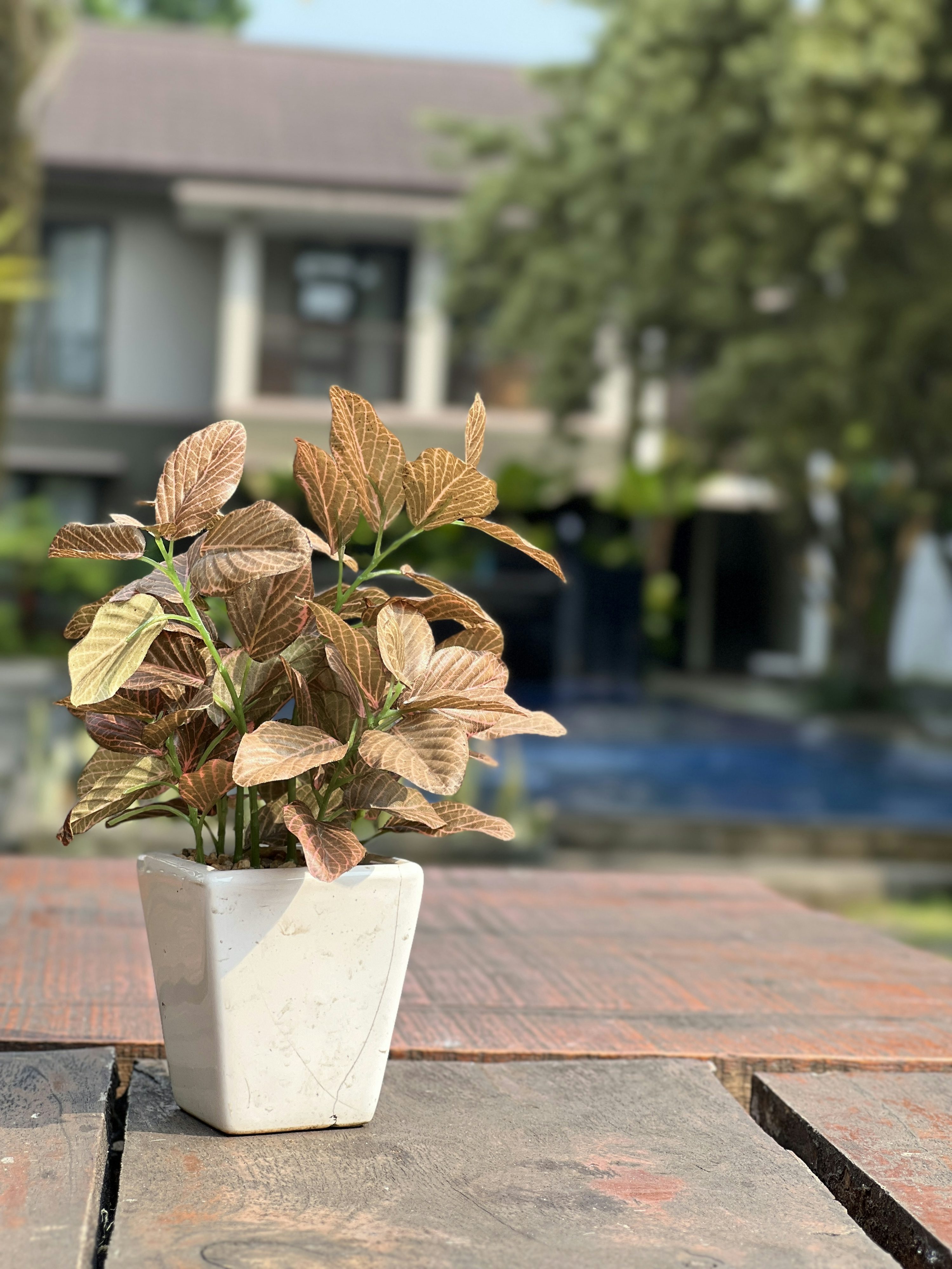 a potted plant sitting on top of a wooden table