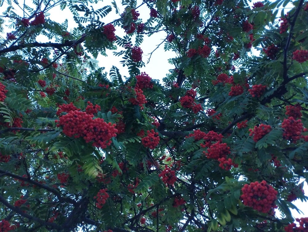 ein Baum voller roter Beeren