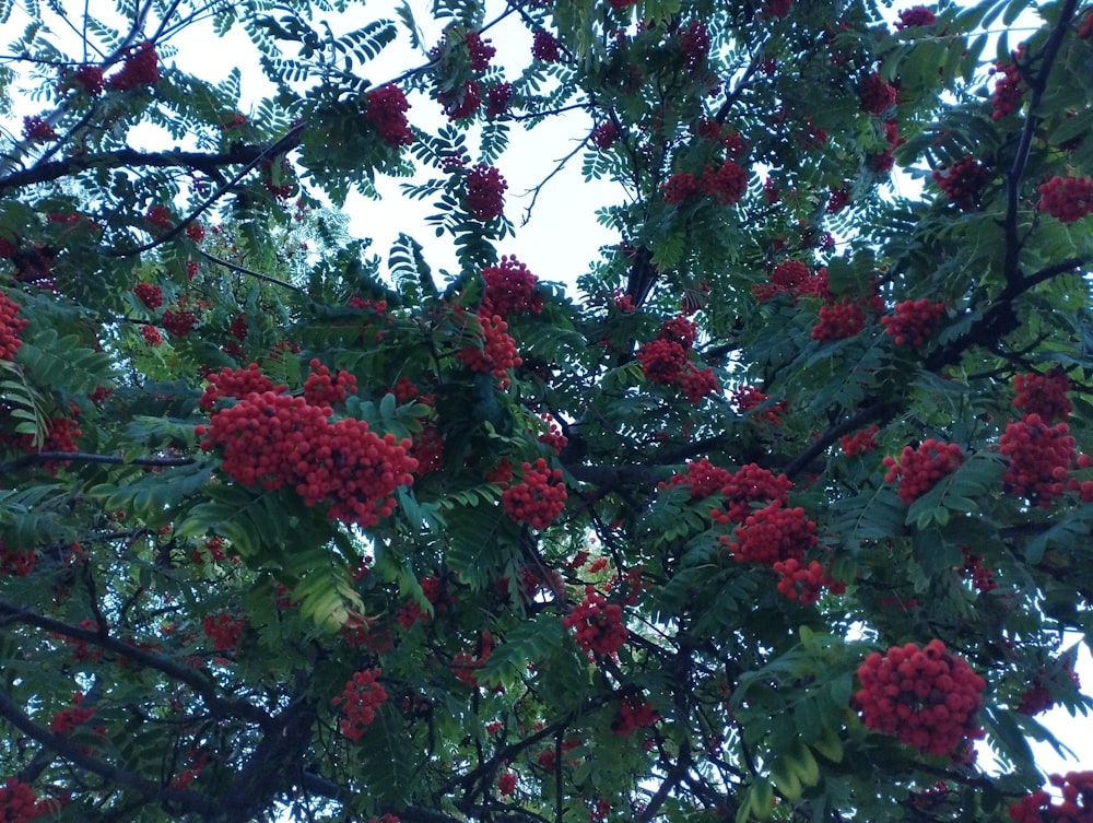 a tree filled with lots of red berries