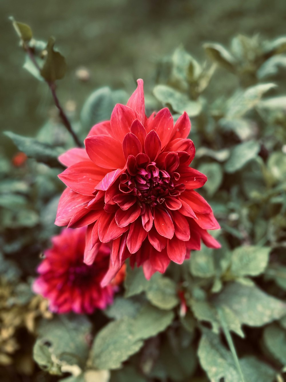 a close up of a red flower on a plant