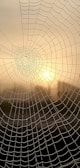 Close-up of dew drops on a spider's web shimmering at sunrise.