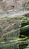 Close-up of dew drops on a spider web glistening in the early sunlight.