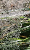 Close-up of dew drops on a spider web glistening in the early sun.
