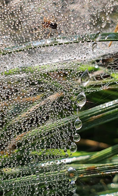 Close-up of dew drops on a spider web glistening in the early sunlight.