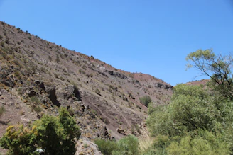 A rugged hillside cleared of brush with freshly cut tree stumps and green foliage in the background.