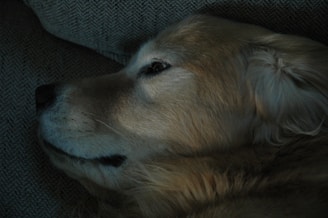 A close-up of a content golden retriever resting with its owner outdoors.