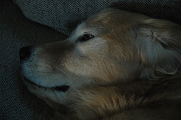 A close-up of a content golden retriever resting with its owner outdoors.