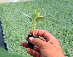 a person holding a plant in their hand