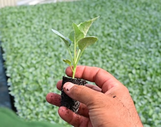 a person holding a plant in their hand