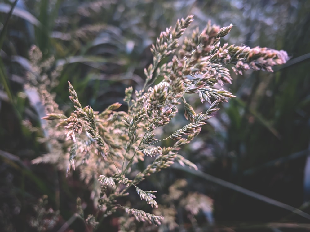 a close up of a plant in a field