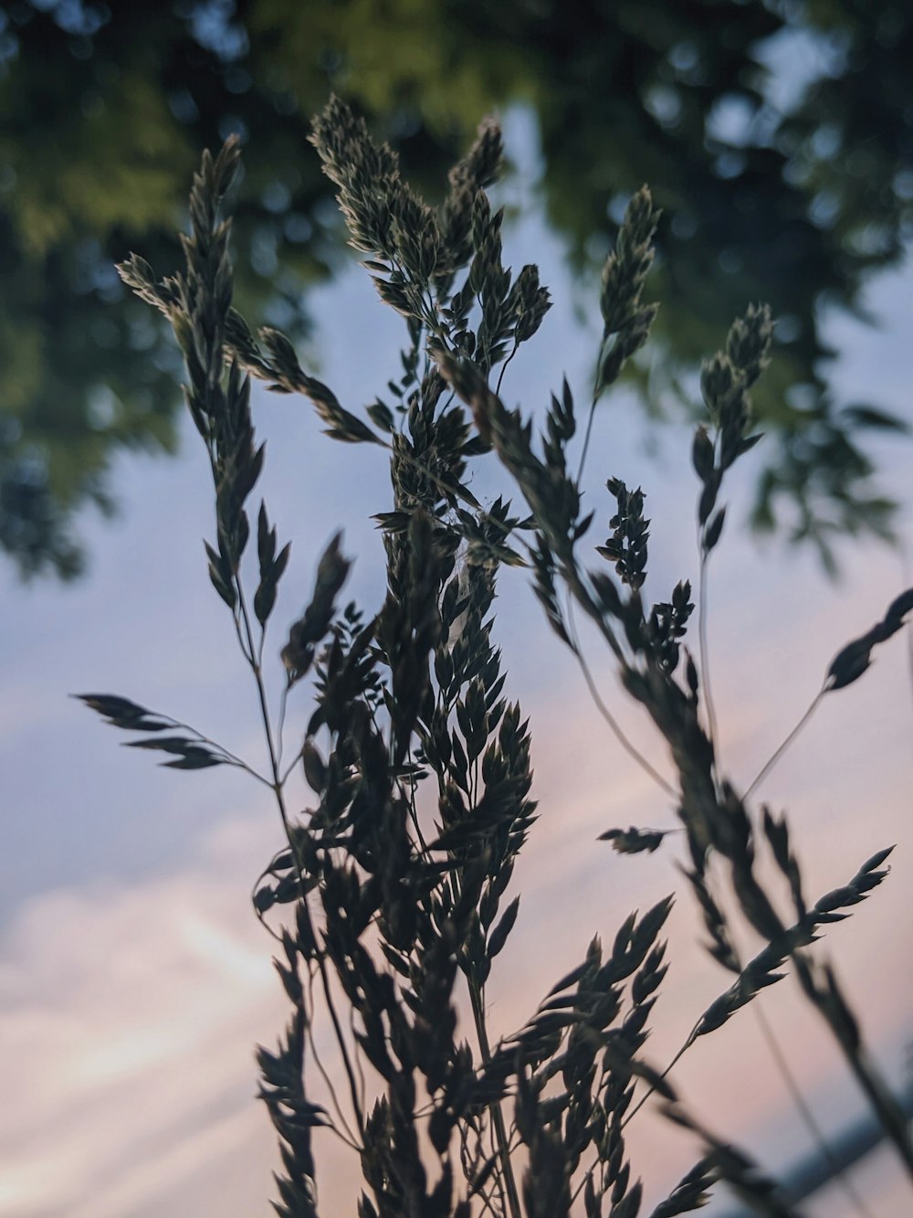 a close up of a plant with a sky in the background