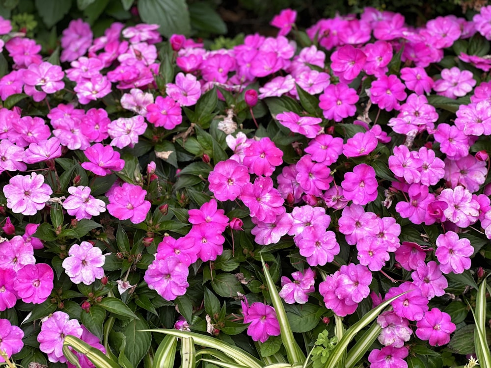 a bunch of pink flowers in a garden