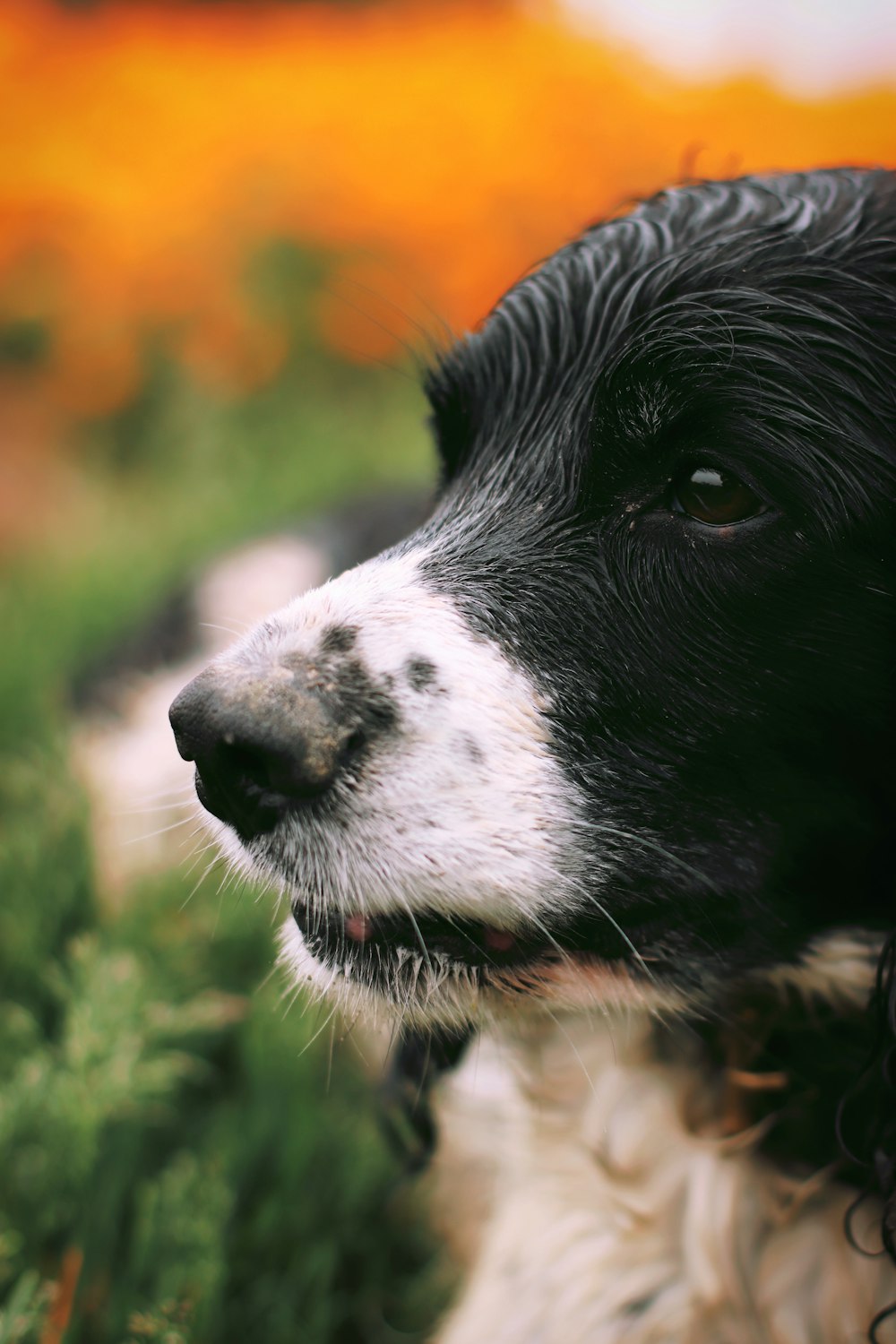 a close up of a dog in a field of grass