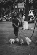 A black and white image captures a person walking four small dogs along a tree-lined sidewalk. Surrounding the scene are parked vehicles, signs, and blurred pedestrians, indicating urban life.