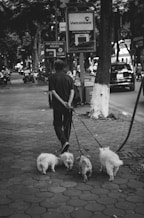 A black and white image captures a person walking four small dogs along a tree-lined sidewalk. Surrounding the scene are parked vehicles, signs, and blurred pedestrians, indicating urban life.