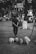A black and white image captures a person walking four small dogs along a tree-lined sidewalk. Surrounding the scene are parked vehicles, signs, and blurred pedestrians, indicating urban life.
