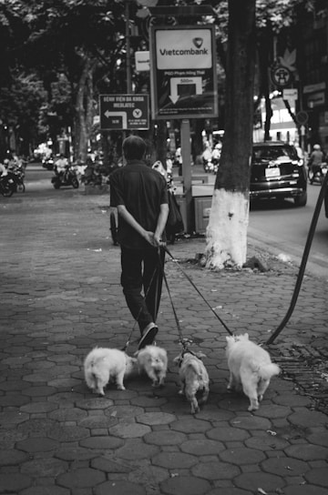 A black and white image captures a person walking four small dogs along a tree-lined sidewalk. Surrounding the scene are parked vehicles, signs, and blurred pedestrians, indicating urban life.