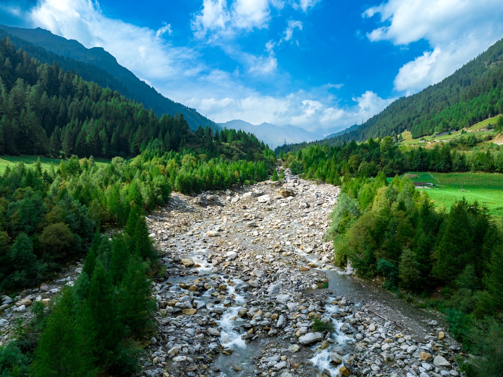 a river running through a lush green forest