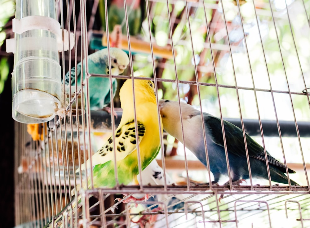 a couple of birds that are inside of a cage