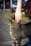 A person with neatly manicured, red-painted nails is gently petting a striped tabby cat. The cat is standing on a paved sidewalk in an outdoor setting, and there are parked cars in the blurred background.