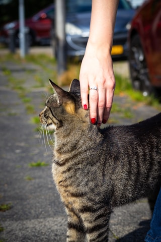 Close-up of a calm cat getting its nails trimmed carefully by a professional groomer.