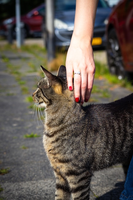 A person with neatly manicured, red-painted nails is gently petting a striped tabby cat. The cat is standing on a paved sidewalk in an outdoor setting, and there are parked cars in the blurred background.