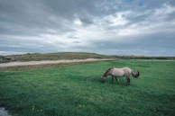 A rescued horse grazing calmly in a green pasture under a blue sky.