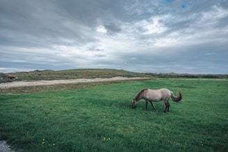A gentle horse grazing peacefully in a spacious recovery pasture under a bright Texas sky.