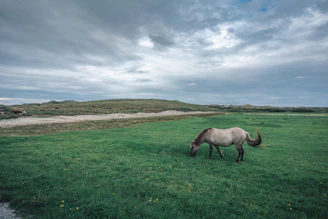 A rescued horse grazing calmly in a green pasture under a blue sky.
