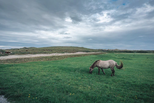 A peaceful horse grazing in a green pasture after recent hoof care.