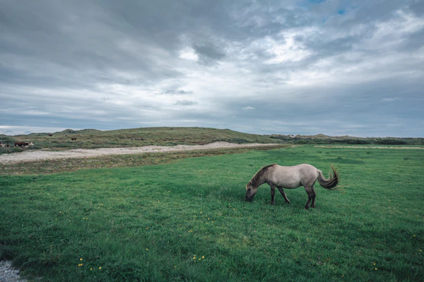 A peaceful horse grazing in a green pasture under a clear sky.
