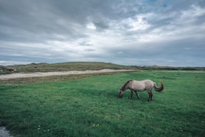 A horse grazing peacefully in a green pasture under a blue sky