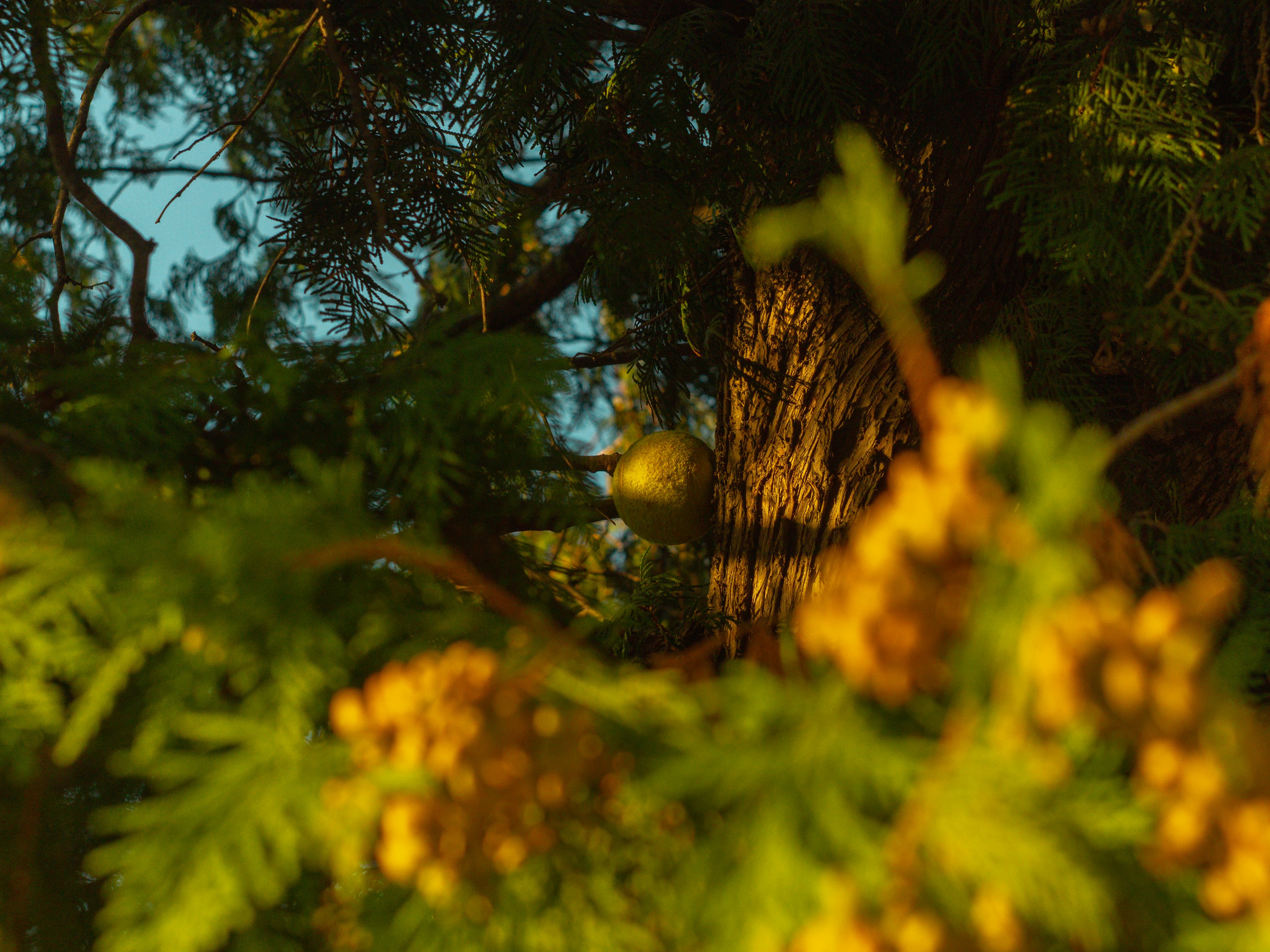 pohon pinus dengan beberapa buah kuning di atasnya