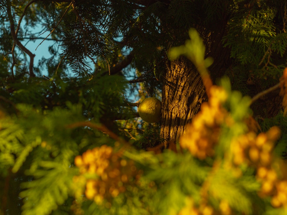 a pine tree with some yellow berries on it