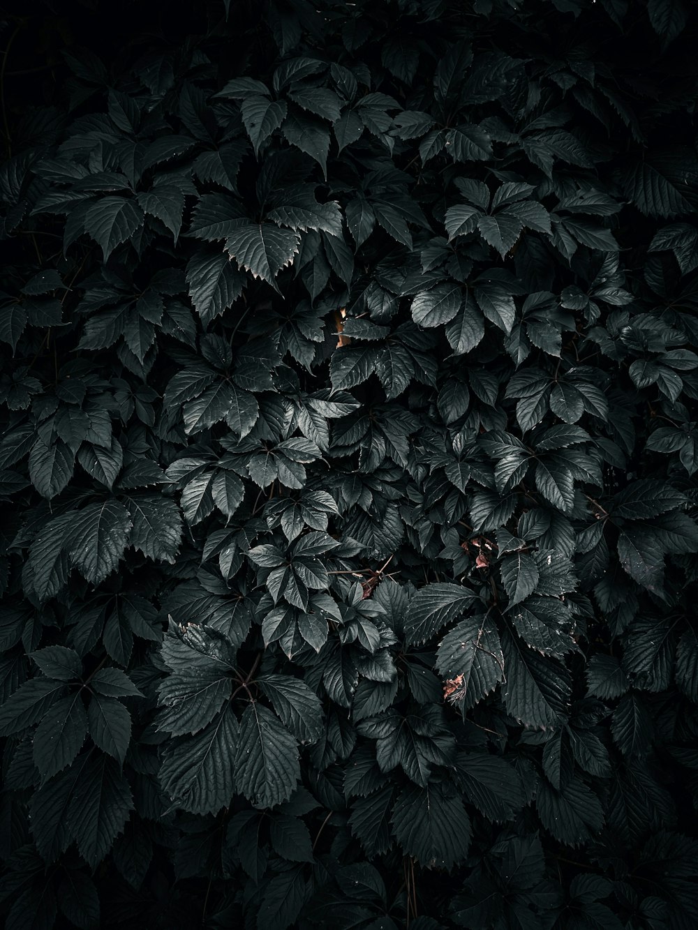 a black and white photo of a tree